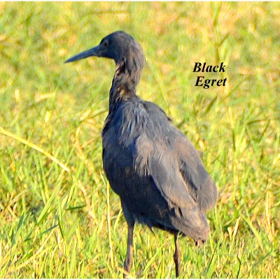 Black Egret